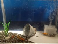 金魚すくいの金魚ちゃんを無事に水槽に移すことができました 私はお恥ず Yahoo 知恵袋