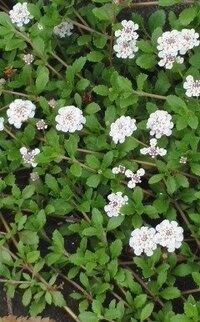 アスファルト道路の端っこで這う様に生えて 小さな白い花を咲かせるこの植物の名前 Yahoo 知恵袋