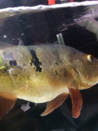 ベタのふん 熱帯魚のベタを一年半くらい飼っています ふん Yahoo 知恵袋