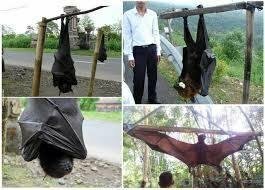 この大きな蝙蝠の名前は何ですか オオコウモリ類であることは間違いないです Yahoo 知恵袋