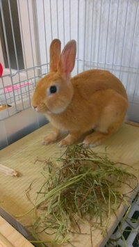 クリッカーの使い方について Youtubeなどでクリッカーでうさぎち Yahoo 知恵袋