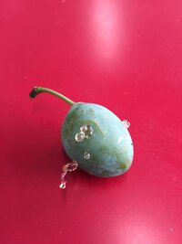 プルーンの育て方 殺虫方法 我が家には高さ３ ４ｍのプルー Yahoo 知恵袋