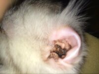 子猫耳垢生後三ヶ月ぐらいの子猫の耳の奥が真っ黒ですごく汚いです これは耳ダニで Yahoo 知恵袋