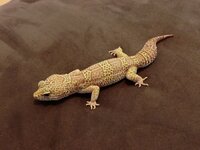 ヒョウモントカゲモドキのマックスノーアルビノ同士をかけると何が産まれますか 現 Yahoo 知恵袋