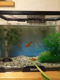 大きくなった金魚を手放したいときのいい方法知りませんか 去年の夏祭りの金 Yahoo 知恵袋