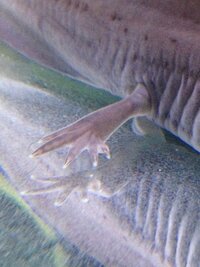 至急です ウーパールーパーの水カビ病についてです もうすぐ１週間経ちますが 外 Yahoo 知恵袋