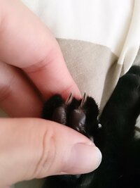 猫の爪の黒い物は何なのでしょうか 生後４ヶ月の黒猫です 後ろ足の爪裏 Yahoo 知恵袋