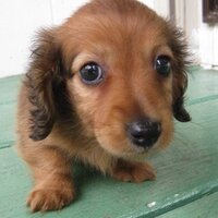 目が丸く大きな動物が怖い 正確には怖いというよりは気持ち悪いグロ Yahoo 知恵袋