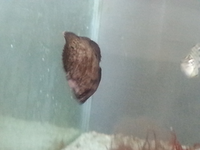 先日 磯で採取した魚ですが 分かる方教えて下さいませ 水面をヒラヒラ葉っ Yahoo 知恵袋