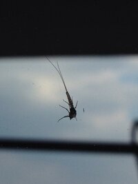 この虫が何か分かる人いますか なんか尻尾 みたいなのが長い虫です Yahoo 知恵袋