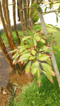 庭に植えてあるヒメシャラなんですが 葉先が枯れたように茶色く変色して Yahoo 知恵袋