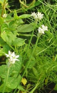 秋ですが 草むらに咲く小さな白い花の雑草の名前をおしえてください ウシハ Yahoo 知恵袋