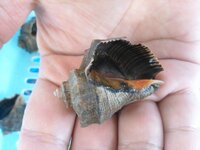 東京湾で見つけました 初めて見る貝なのですが 何と言う名前ですか 食べれる貝な Yahoo 知恵袋