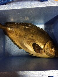 先程 海でアイゴを釣りました それで お刺身にしたいなぁと思っているの Yahoo 知恵袋