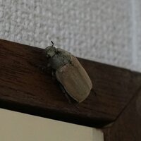 犬がゴキブリを食べていました 私がお皿を洗っていて なんか静かだな Yahoo 知恵袋