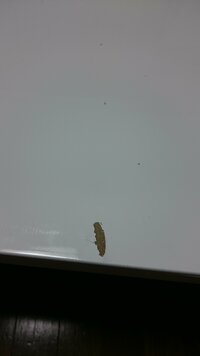白テーブルの天板が剥がれてしまいました 自分で手軽に直したいのですが ホームセン 教えて 住まいの先生 Yahoo 不動産