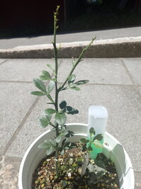 カラタチの実生苗は １年でどれくらい伸びるのが普通なのでしょうか カラタ Yahoo 知恵袋