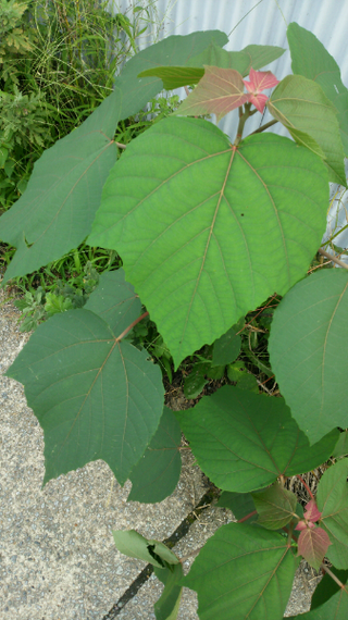新しいコレクション 赤い茎 植物 オリーブ 剪定