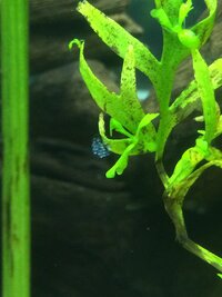 この水草に付いている卵の様なものはなんでしょうか やはり何かの卵なのでしょうか Yahoo 知恵袋