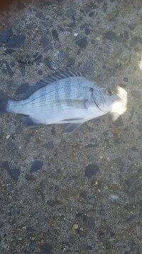 この魚の名前を教えて下さい 何かの幼魚 だと思うのですが調べても自分 Yahoo 知恵袋