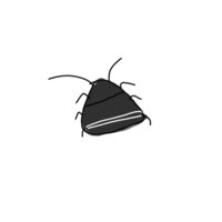 最近よく家でとても小さい黒い虫を沢山見ます 三角形で 5mmくらい の触覚が Yahoo 知恵袋