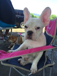 現在 生後５ヶ月になるフレンチブルドックの男の子を飼っています 現在 Yahoo 知恵袋