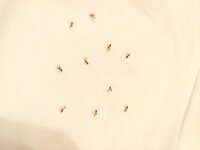 大至急 この虫なんでしょう 突然大量発生して困っています 新築で4月に建てたば 教えて 住まいの先生 Yahoo 不動産