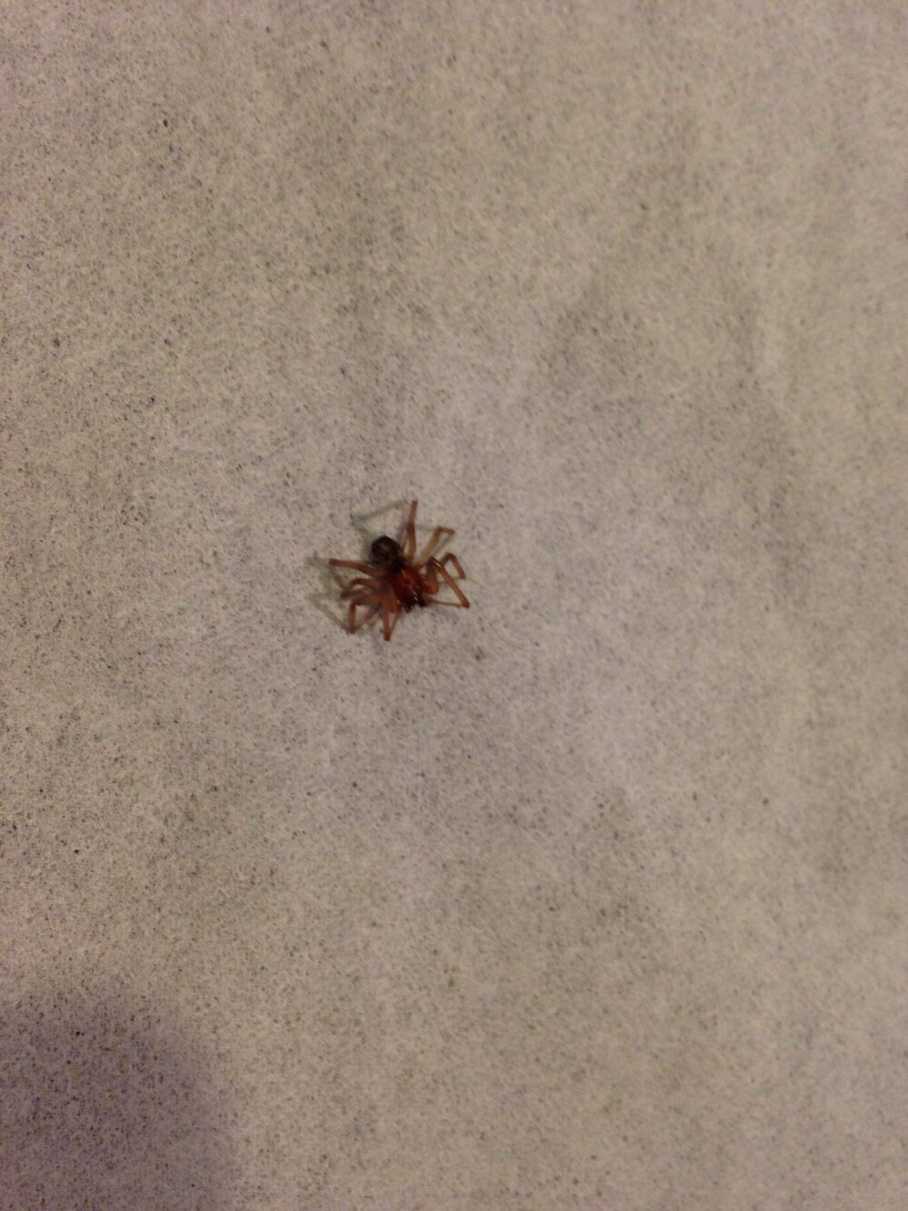 家にお腹の赤い蜘蛛が死んでいたのですが何という蜘蛛ですか 調べたので Yahoo 知恵袋