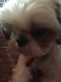 ブリーダーさんから繁殖引退犬を引き取る時お金は要りますか 私 Yahoo 知恵袋