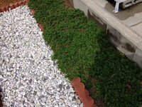 芝桜についてです 昨年の猛暑で根付いていた芝桜が枯れてしまいま Yahoo 知恵袋