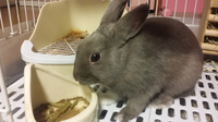 うさぎの多頭飼いについて質問です 先住が後から来た子を噛むのですがどうすれば良 Yahoo 知恵袋