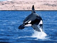 シャチの学名 Orcinusorca を 英語読みすると 発音は Yahoo 知恵袋