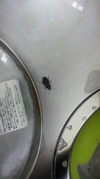 この水が好きな1cmくらいの黒い虫が何かわかる方いらっしゃいますか 虫の画像付 Yahoo 知恵袋