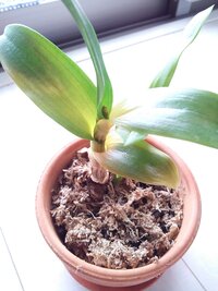 ６年前に頂いたデンファレ キャサリンbb なかなか花茎が出ず 高芽ばかりです Yahoo 知恵袋