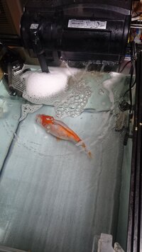 金魚の水槽から泡が消えません 一晩で 水槽のふちに消えない泡が出てしまいま Yahoo 知恵袋