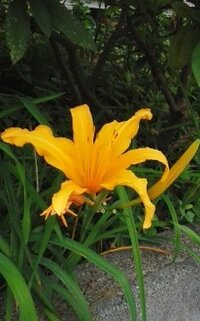 住宅の生垣の前に咲いてるオレンジ色の花の名前をおしえてください Yahoo 知恵袋