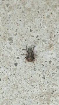 この虫はなんですか 家の外壁 下の方 にこの虫がいっぱいいます 多分地面に敷き詰 教えて 住まいの先生 Yahoo 不動産