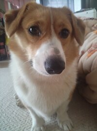 垂れ耳のコーギーについて質問です 初めて質問させて頂きます 愛犬のコーギー 二 Yahoo 知恵袋