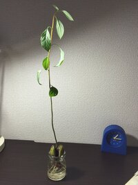 アボカドの水耕栽培って種自体日光に当てた方が良いんですか 芽が出てから Yahoo 知恵袋