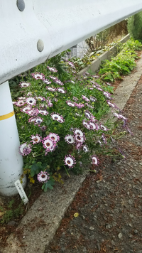 頭状花序菊科植物にちかいとおもうのですが どうしてもこの花の名前が判明できませ Yahoo 知恵袋