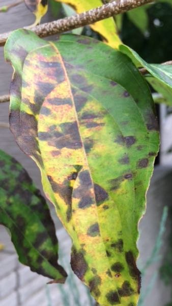 庭に植わっているヤマボウシなんですが 花が中々咲かないなと思っていたら 秋でも Yahoo 知恵袋