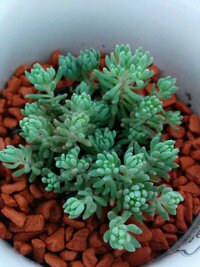 当方北海道なのですがこんな多肉植物を外で発見しました 調べてみるとモリムラマン Yahoo 知恵袋