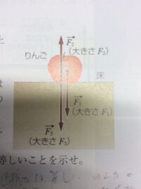 物理基礎 図のようにりんごが床の上に置かれて静止している F1ベクトル F2 Yahoo 知恵袋