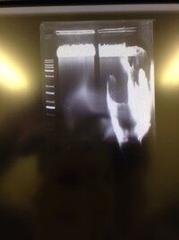 電気泳動電気泳動でこのように失敗しましたが 原因が分かりません ゲル Yahoo 知恵袋