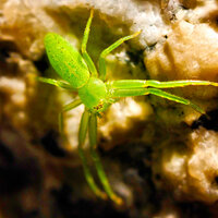 画像の緑色の蜘蛛の名前を教えてください カニグモの一種 ワカバ Yahoo 知恵袋