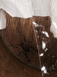 これなんの虫ですか マダラカマドウマですね キャンプ場などの便所やシャワ Yahoo 知恵袋