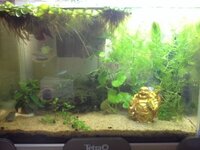 2ヶ月程前からアクアリウムを始め 水槽でタイガープレコを飼っています Yahoo 知恵袋