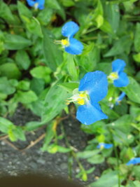 道端に咲くこの小さな青い花の名は ９月１８日に撮影しました ふと道端に目をやる Yahoo 知恵袋
