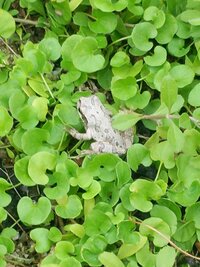 かえるの餌って虫じゃないとだめなんでしょうか 子供が幼稚園で Yahoo 知恵袋