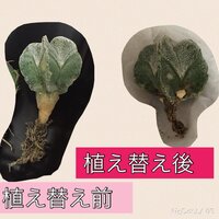 ランポー玉の根が消滅しました 一ヶ月ほど前にランポー玉の植え替えをし Yahoo 知恵袋